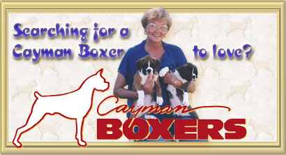 Are you looking for a Cayman Boxer?